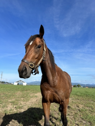 ジャムアンドマム