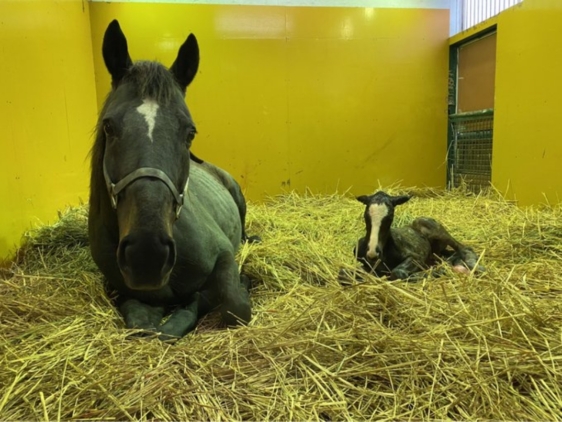 メジロコウミョウ