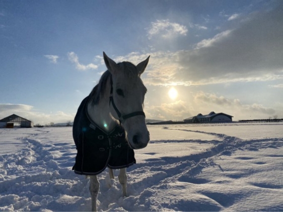 メジロマリアン