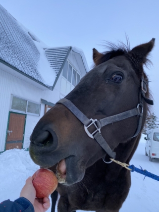 メジロスプレンダー