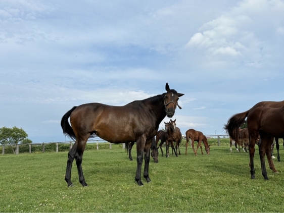 ノーブルソニック