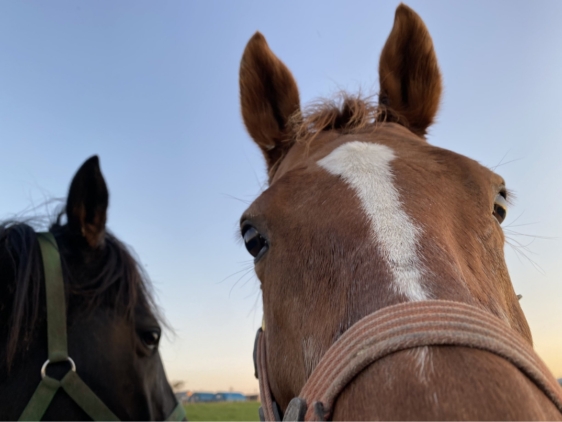 レーヌドブリエ