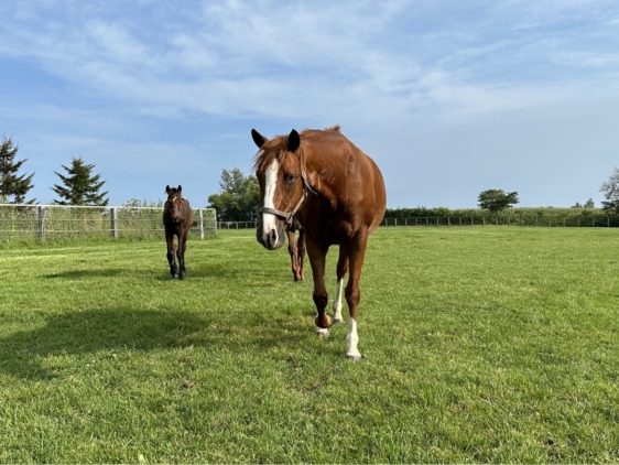 ストーミーエンブレイス