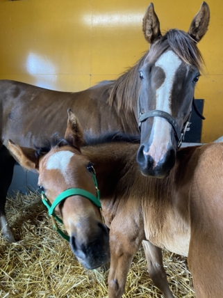 ハヴユーゴーンアウェイ