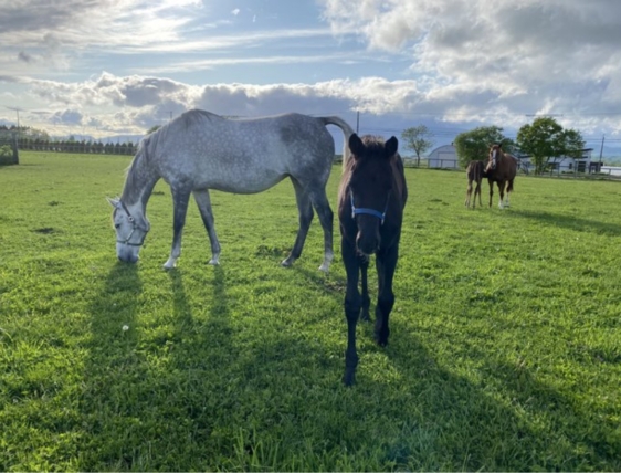 イタリアンホワイト