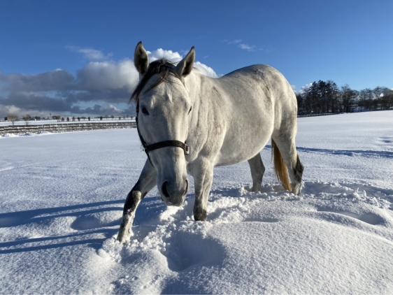 マイミスリリー