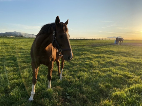 ストリートバンド