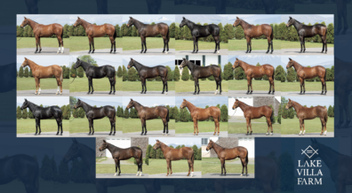 セレクトセール2023完売御礼