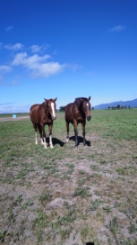 【X(旧Twitter)フォロワー感謝イベント】ドーベル姐さん＆オハギ交流会