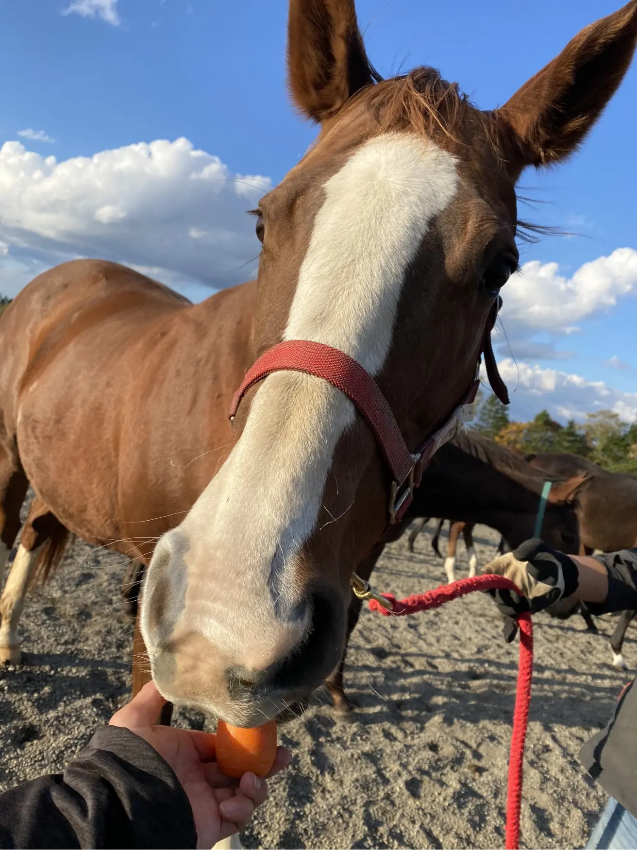 競走馬引退後の人生】レイクヴィラファームのリードホースをご紹介