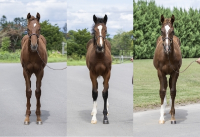 2023年10月24日(火)開催 ミックスセール上場馬の紹介ページを公開