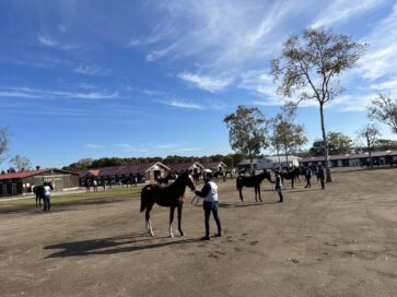 10月24日(火)に「ノーザンファームミックスセール 2023」が開催