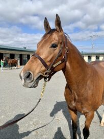 アルーリング一族のディープインパクト牝馬 2023ジェイエス繁殖牝馬セールで購入