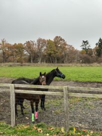 「クールキャット」と「ホウオウイクセル」がレイクヴィラファームに帰還