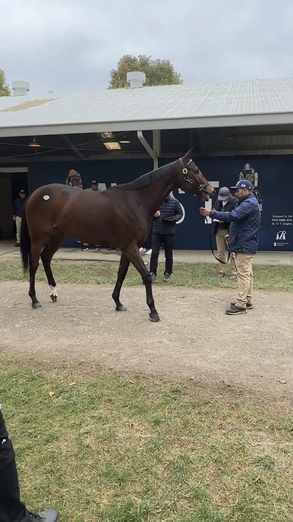 アメリカ繁殖セリに挑戦】国境を越えた競馬の旅② | LAKE VILLA FARM