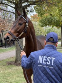 【アメリカ繁殖セリに挑戦】国境を越えた競馬の旅②