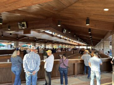 【アメリカ繁殖セリに挑戦】国境を越えた競馬の旅③