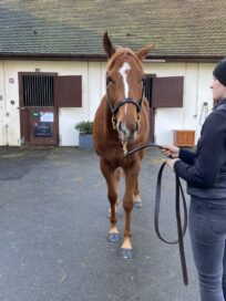 9日に仏国で開催されたアルカナ社「ディセンバーセール」で仏GⅢ勝ち馬をを40万ユーロで落札