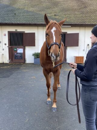 レディハリウッド