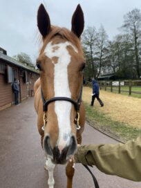 4日に英国で開催されたタタソールズ社「ディセンバーセール」でGhaiyyathの姪を62.5万ギニーで落札