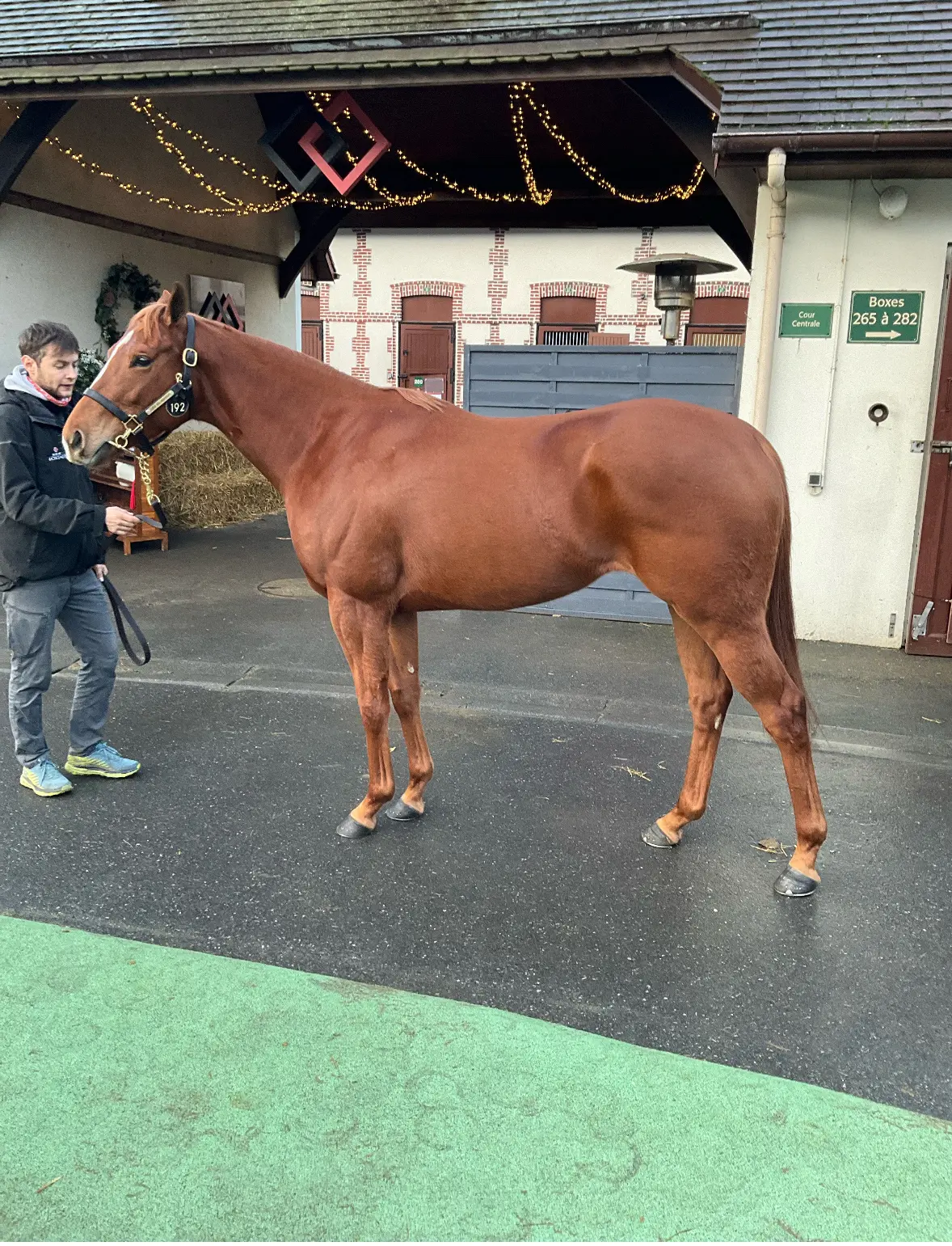 欧州セール遠征】繁殖牝馬を追いかけて⑤ | LAKE VILLA FARM