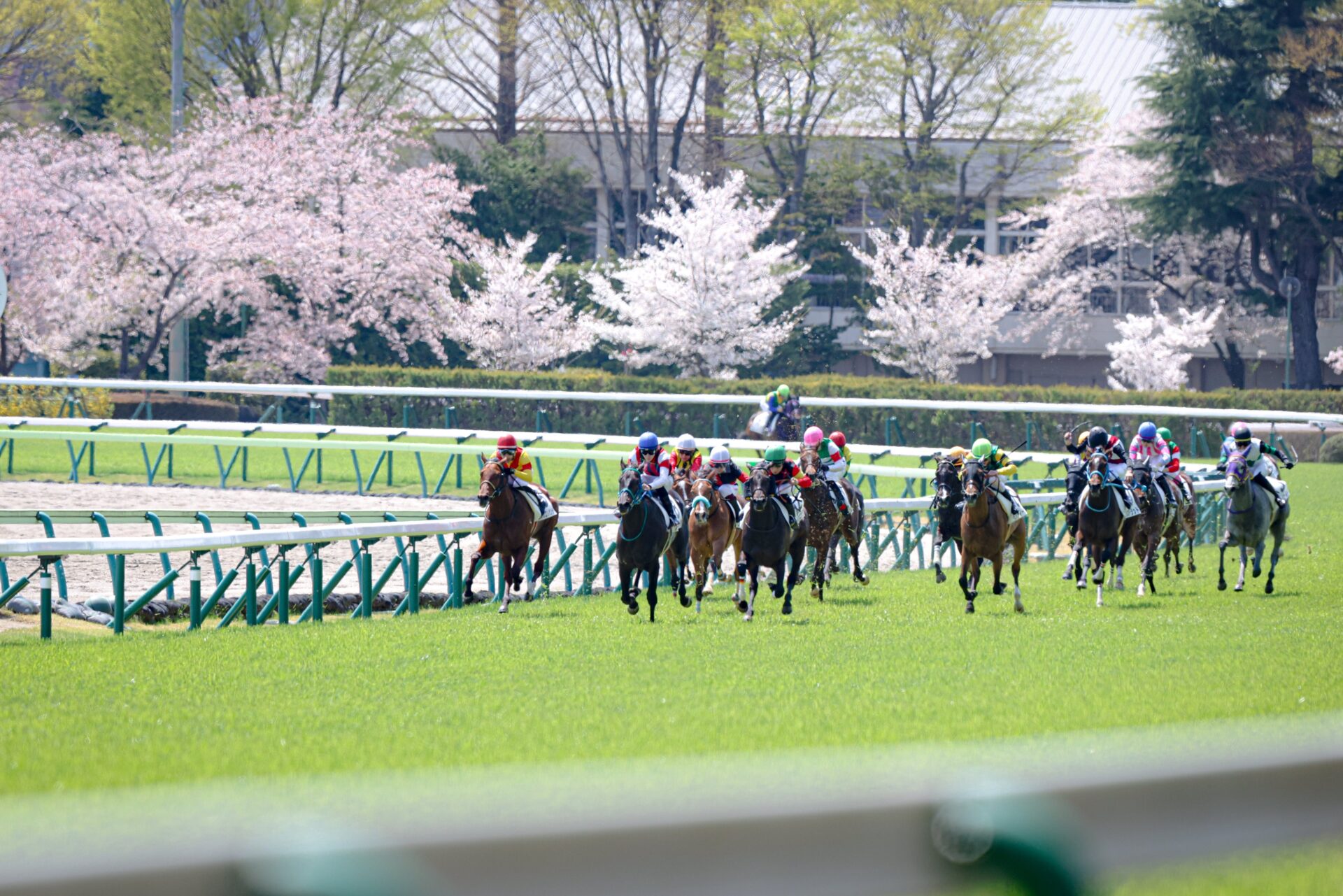 4月13日の福島4R・3歳未勝利（芝2000m）において、生産馬のキットハナガサク号（牝3歳、父キズナ、母メジロスプレンダー）が初勝利