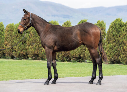 アイヴィベルの2023