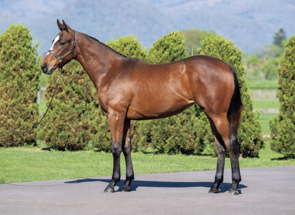 アイムディーヴァ