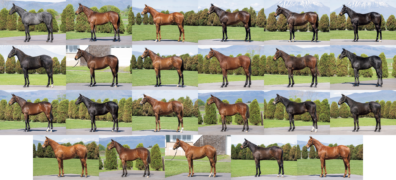 2024年7月8日開催JRHAセレクトセール 上場馬のページが完成しました