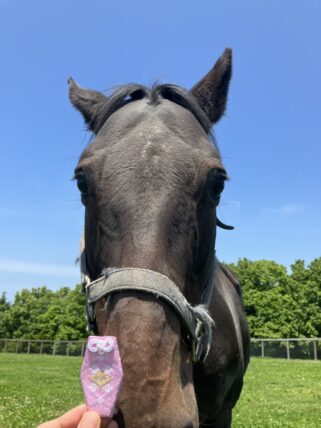 チャールストンハーバー