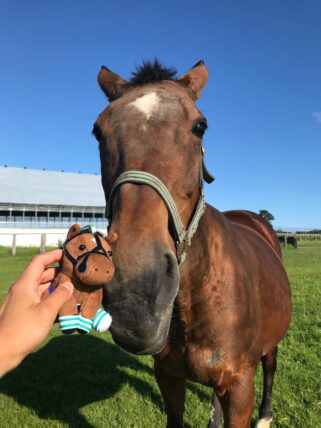 メジロドーベル