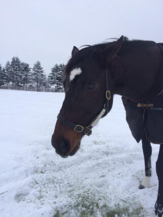 メジロジェニファー