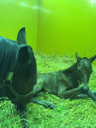 メジロプレスト