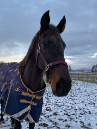 メジロトンキニーズ