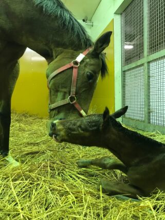 パシフィックベル