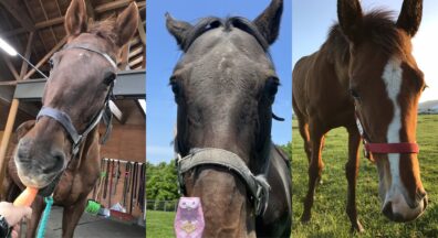 レイクヴィラファームの名馬たち お世話になった繁殖牝馬をご紹介