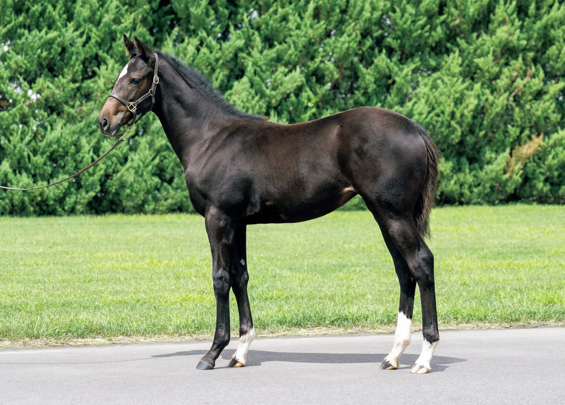 2024年10月22日(火)開催 ミックスセール上場馬の紹介ページを公開