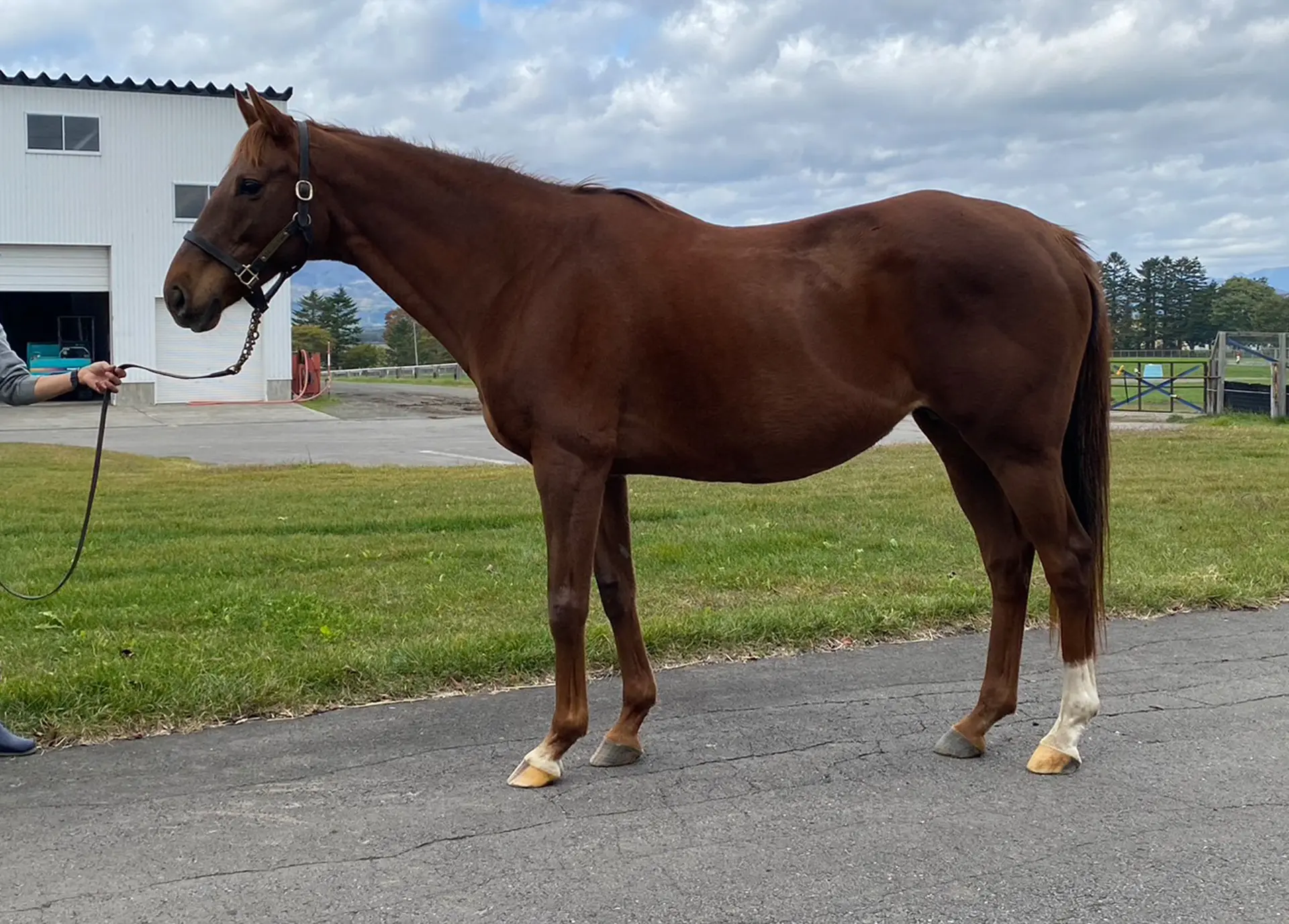 2024年10月22日(火)開催 ミックスセール上場馬の紹介ページを公開