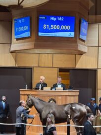 【米国セール遠征2024】スタッフが語る繁殖牝馬を追いかけて④