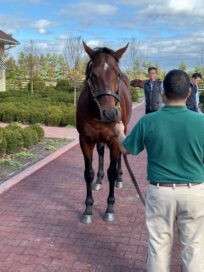 【米国セール遠征2024】スタッフが語る繁殖牝馬を追いかけて⑥