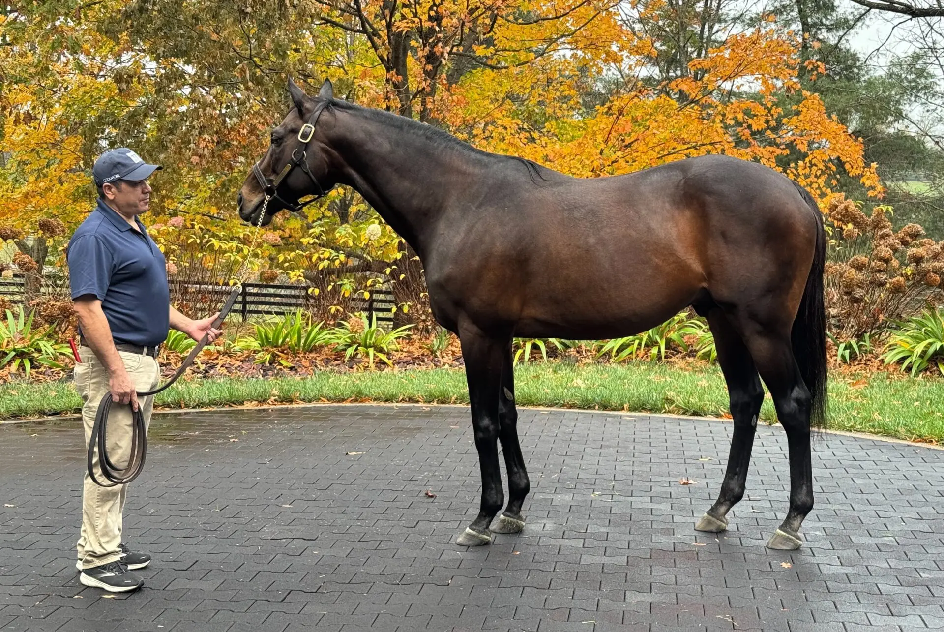 【北米競馬】レーンズエンドファーム 2021スタリオンブック sddefault.jpg