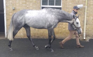 【欧州セール遠征2024】スタッフが語る繁殖牝馬を追いかけて②
