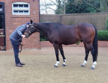 【欧州セール遠征2024】スタッフが語る繁殖牝馬を追いかけて③