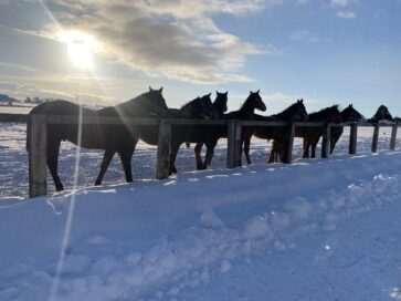 野次馬のような馬たちの姿が大反響！  X動画が話題になりABEMA TIMESに掲載