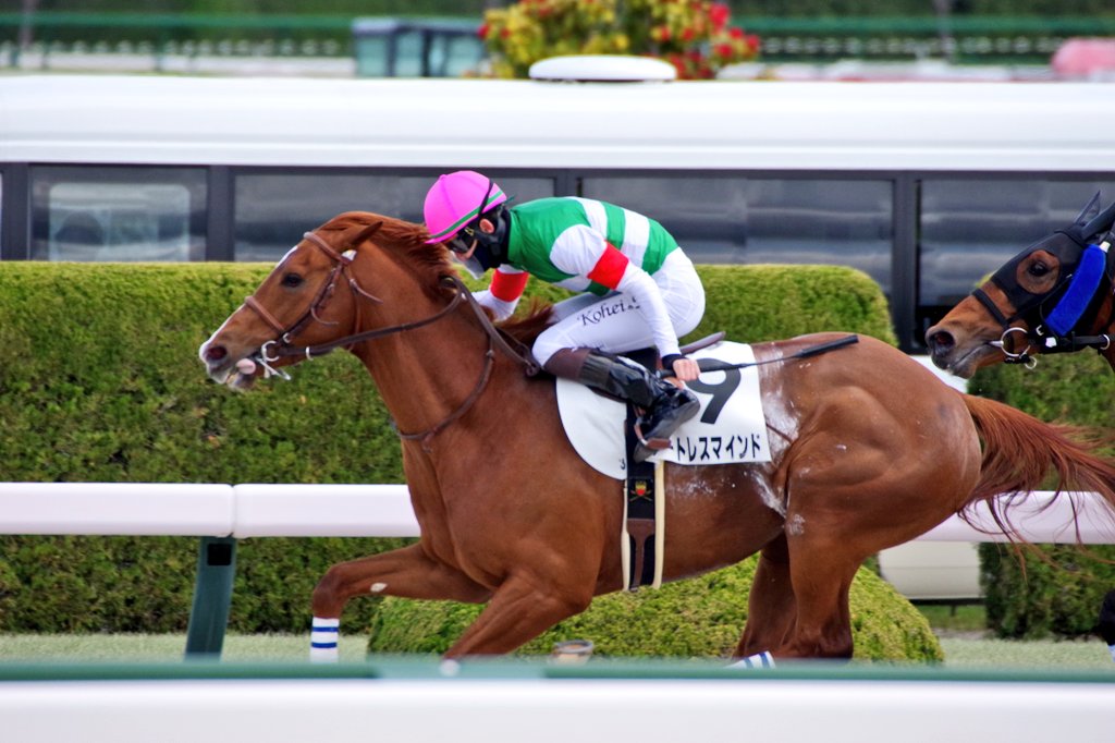アートレスマインド号（牡3歳、父マインドユアビスケッツ、母リチュアルローズ）が勝利