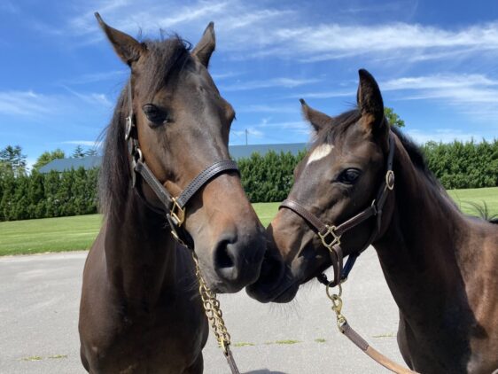 サトノルーリー