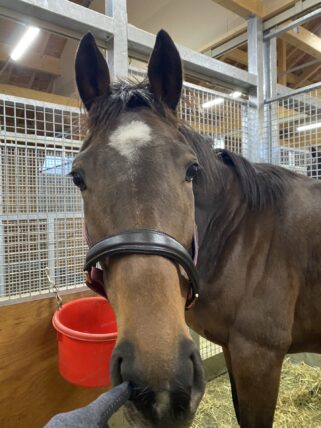 ホウオウイクセル