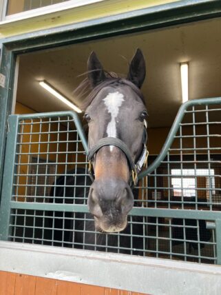 インザオベーション