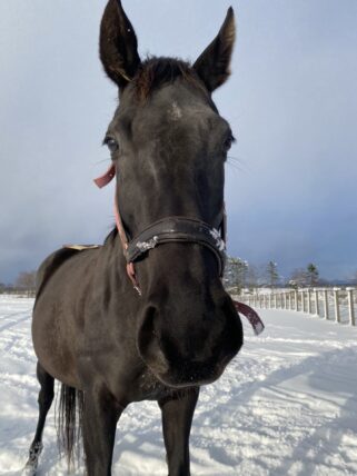 クールキャット