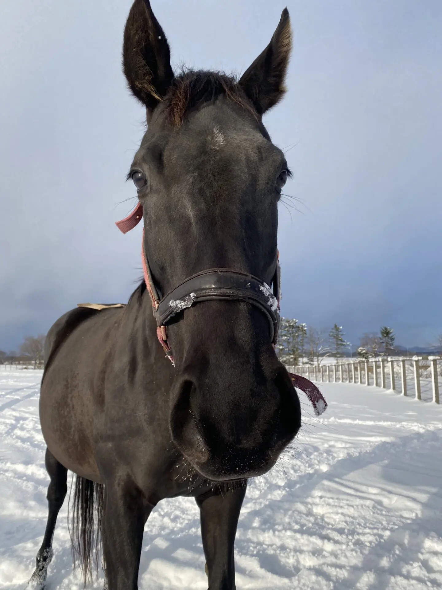 メジロツボネ | LAKE VILLA FARM